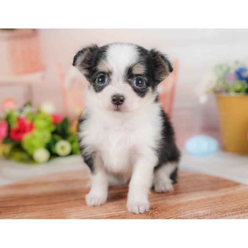 販売中の埼玉県のチワワ(ロングコート)-424398の4枚目