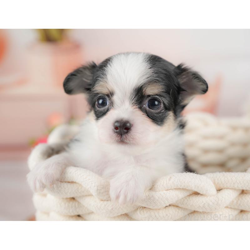 販売中の埼玉県のチワワ(ロングコート)-424398の3枚目