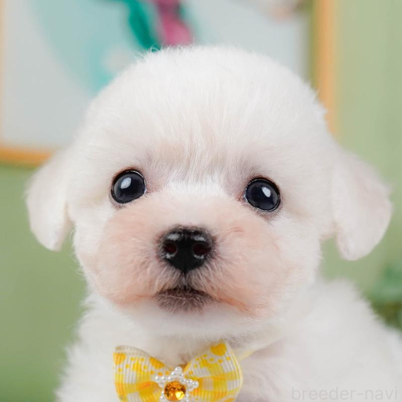 販売中の神奈川県のビションフリーゼ-424397の1枚目