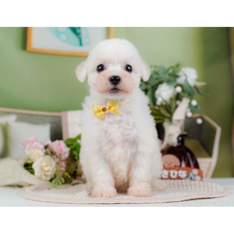 販売中の神奈川県のビションフリーゼ-424397の13枚目