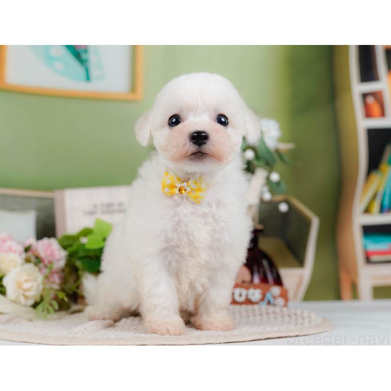 販売中の神奈川県のビションフリーゼ-424397の12枚目