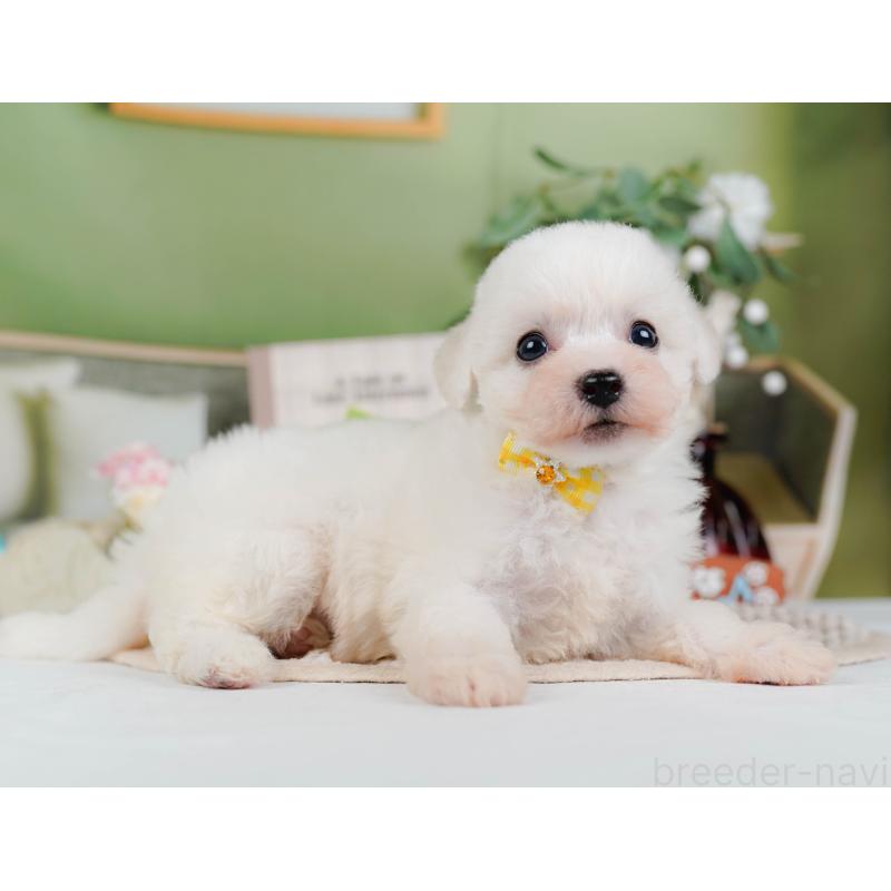 販売中の神奈川県のビションフリーゼ-424397の11枚目