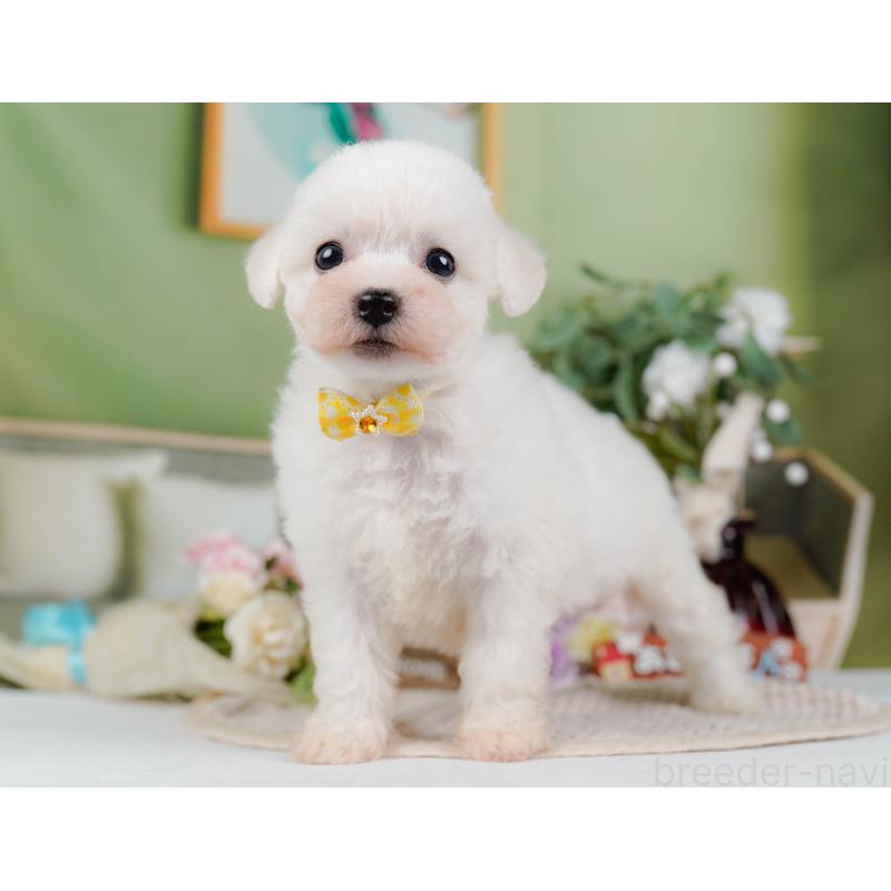 販売中の神奈川県のビションフリーゼ-424397の10枚目