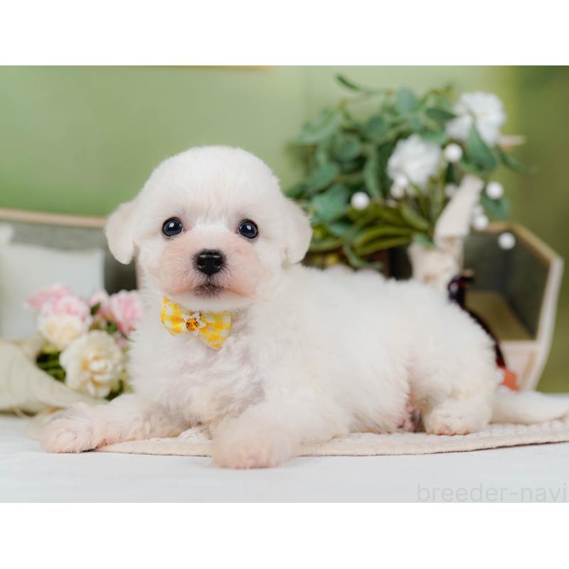 販売中の神奈川県のビションフリーゼ-424397の9枚目