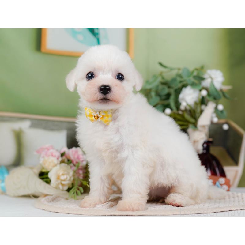 販売中の神奈川県のビションフリーゼ-424397の8枚目