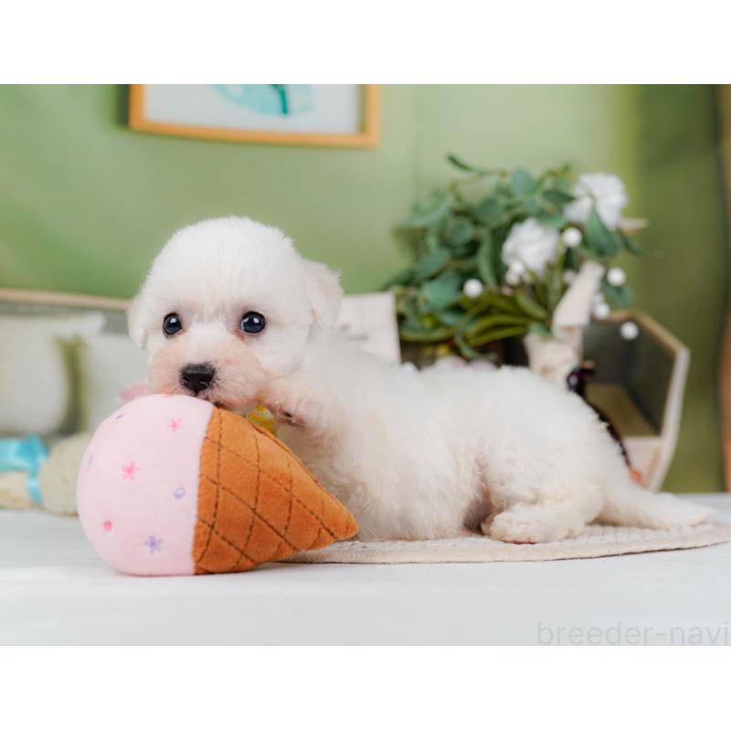 販売中の神奈川県のビションフリーゼ-424397の7枚目