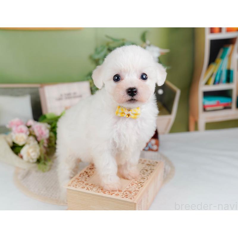 販売中の神奈川県のビションフリーゼ-424397の6枚目