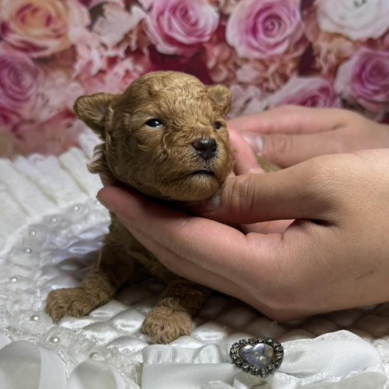 販売中の広島県のタイニープードル-424396の5枚目