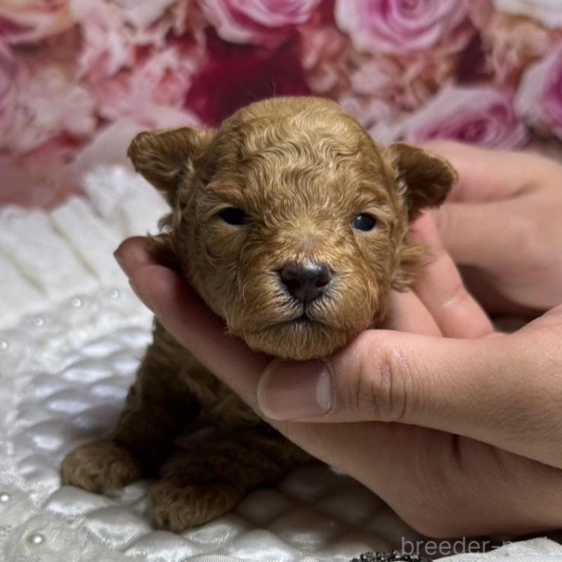 販売中の広島県のタイニープードル-424396