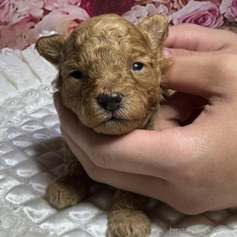 販売中の広島県のタイニープードル-424396の4枚目