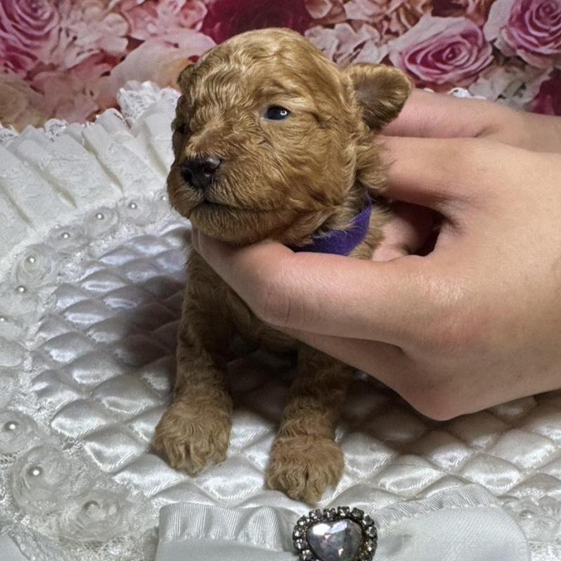 販売中の広島県のタイニープードル-424396の3枚目