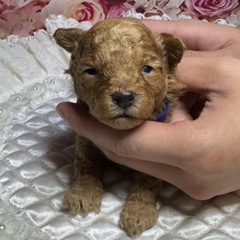 販売中の広島県のタイニープードル-424396の2枚目