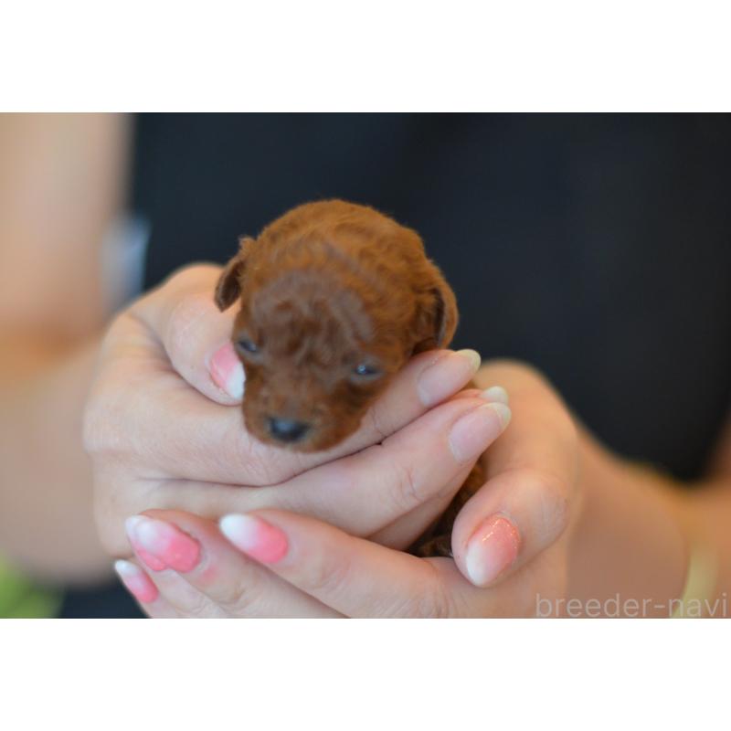 販売中の埼玉県のティーカッププードル-424399の3枚目