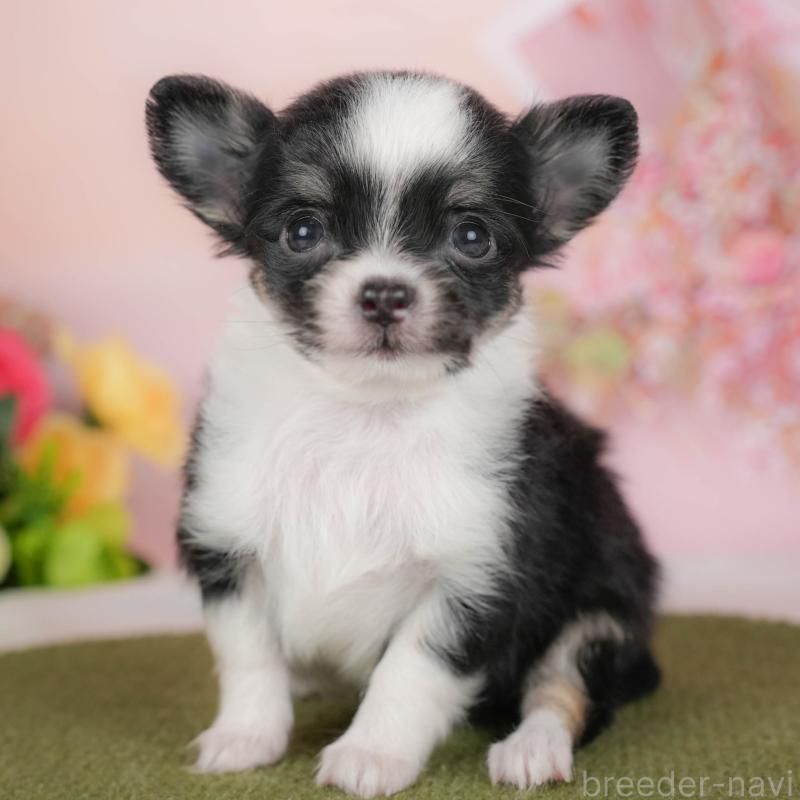 販売中の埼玉県のチワワ(ロングコート)-424400