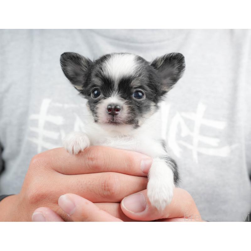 販売中の埼玉県のチワワ(ロングコート)-424400の11枚目