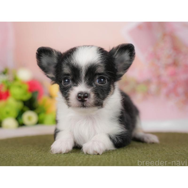 販売中の埼玉県のチワワ(ロングコート)-424400の10枚目