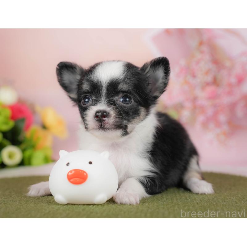 販売中の埼玉県のチワワ(ロングコート)-424400の8枚目