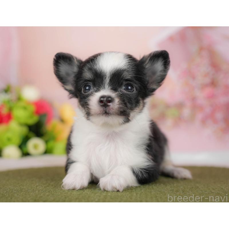 販売中の埼玉県のチワワ(ロングコート)-424400の7枚目