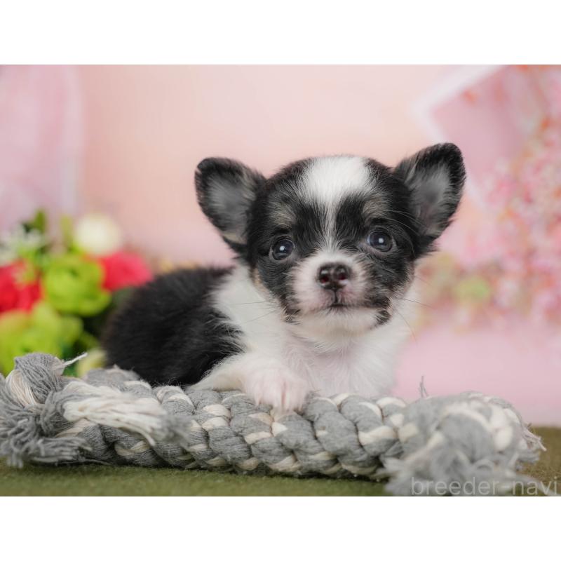 販売中の埼玉県のチワワ(ロングコート)-424400の5枚目