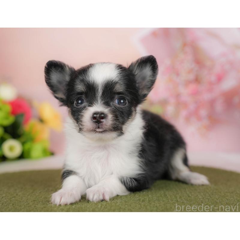 販売中の埼玉県のチワワ(ロングコート)-424400の4枚目