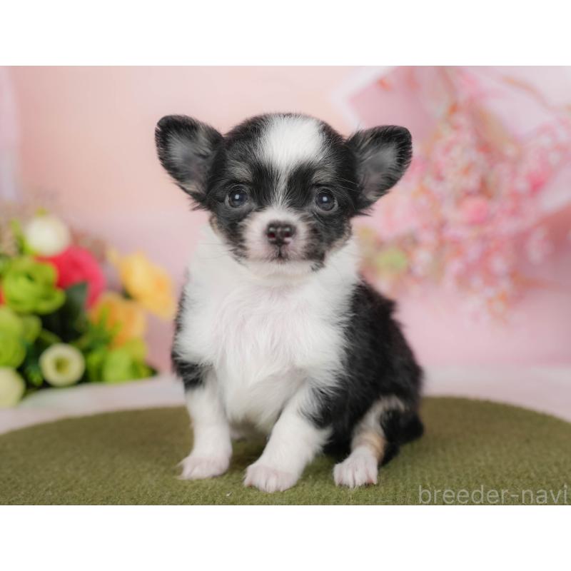 販売中の埼玉県のチワワ(ロングコート)-424400の3枚目