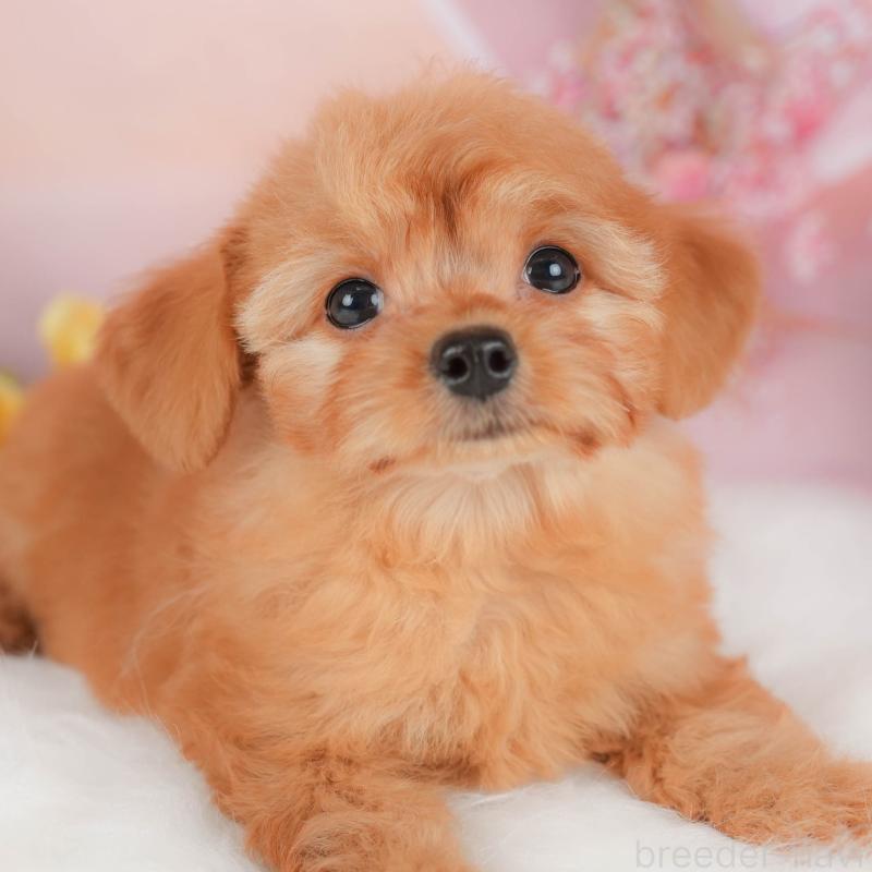 販売中ののチワプー:チワワ×トイプードル-424402