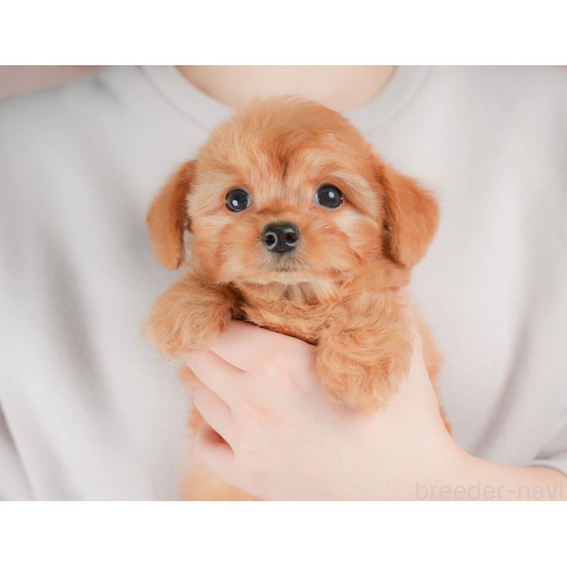 販売中の埼玉県のチワプー:チワワ×トイプードル-424402の10枚目