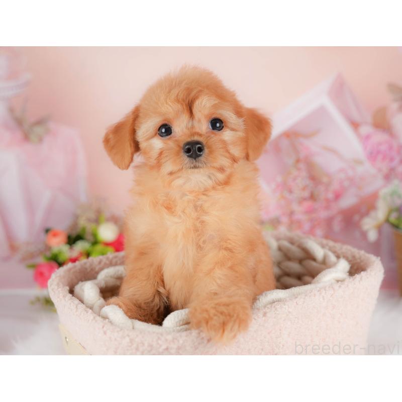 販売中の埼玉県のチワプー:チワワ×トイプードル-424402の9枚目