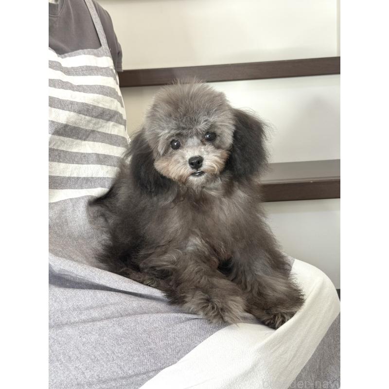 成約済の大阪府のティーカッププードル-403986の4枚目