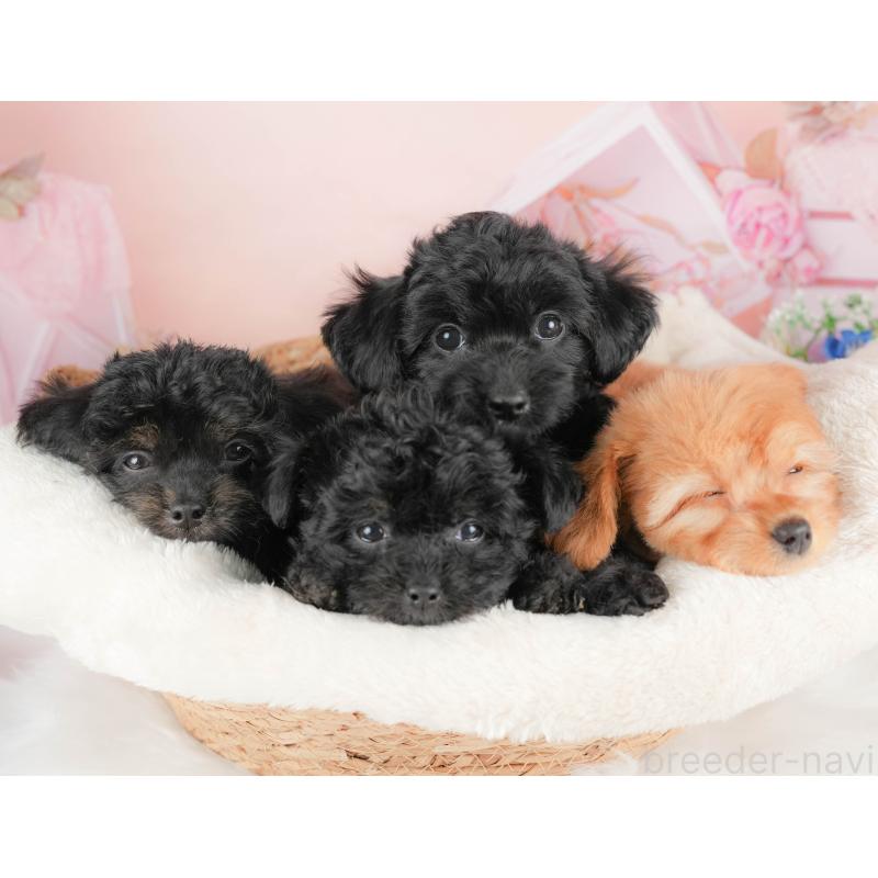 販売中の埼玉県のチワプー:チワワ×トイプードル-424402の8枚目