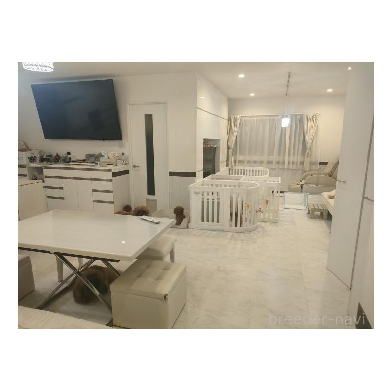 販売中の愛知県のティーカッププードル-415433の2枚目