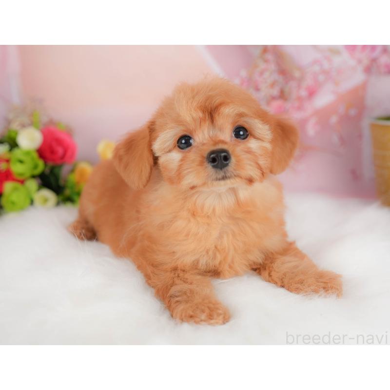 販売中の埼玉県のチワプー:チワワ×トイプードル-424402の7枚目