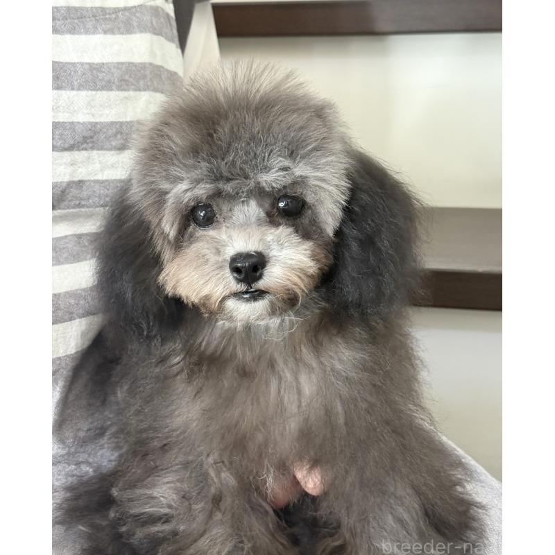 成約済の大阪府のティーカッププードル-403986の3枚目