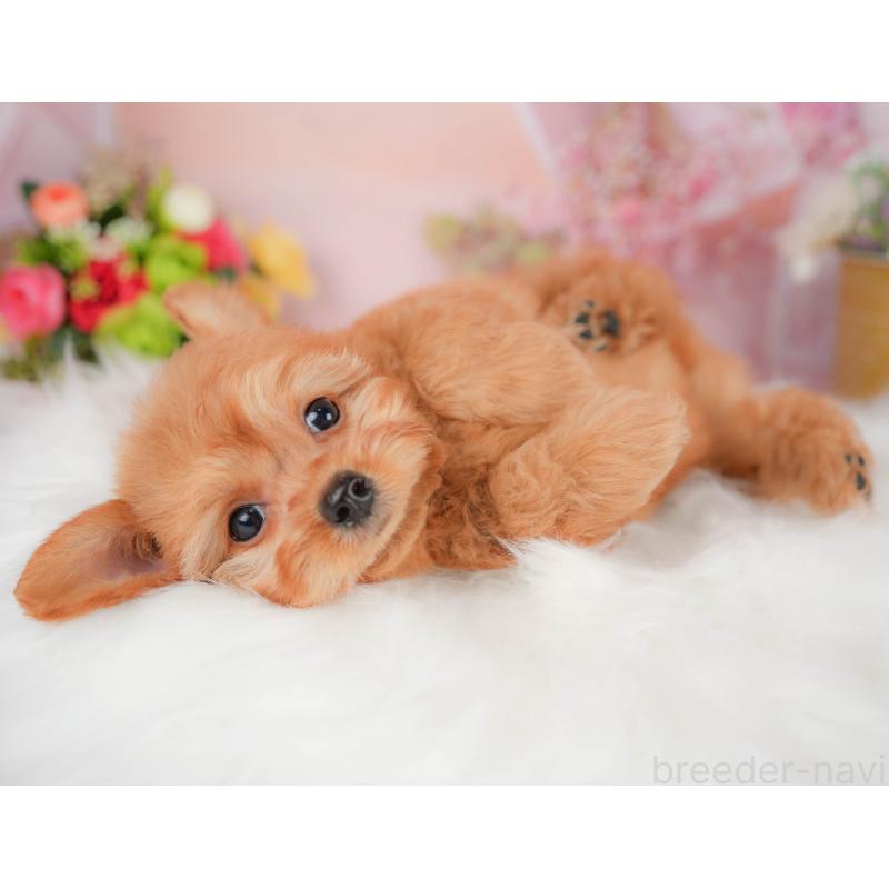 販売中の埼玉県のチワプー:チワワ×トイプードル-424402の6枚目