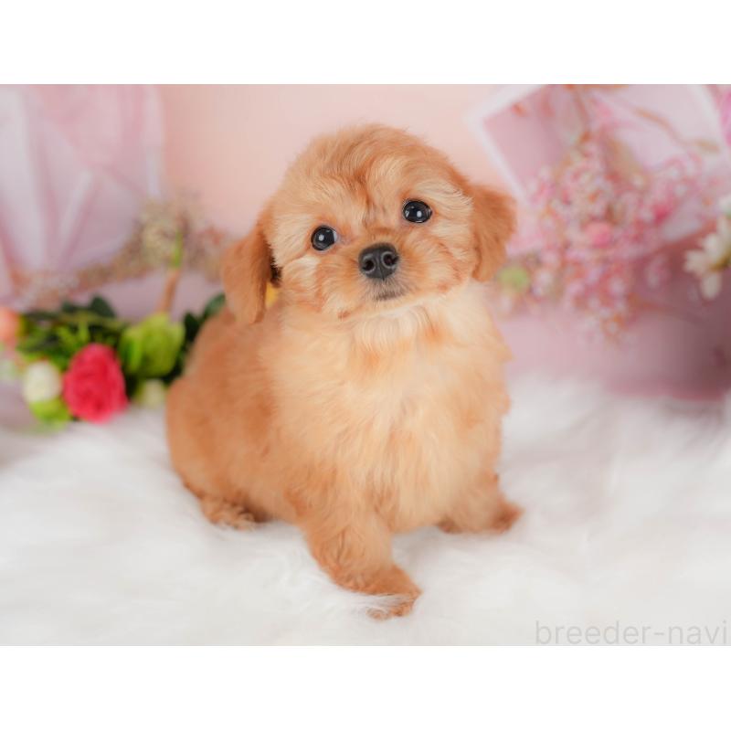 販売中の埼玉県のチワプー:チワワ×トイプードル-424402の5枚目