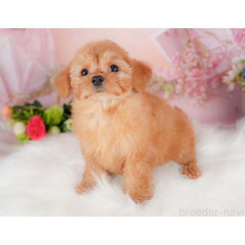 販売中の埼玉県のチワプー:チワワ×トイプードル-424402の4枚目