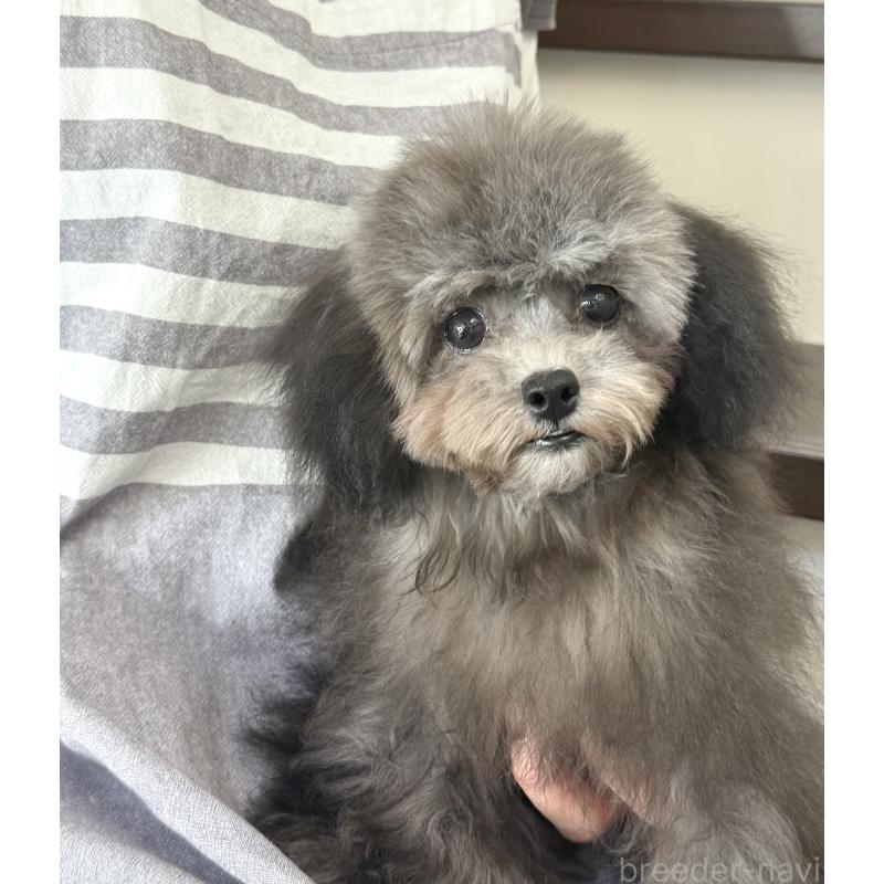 成約済の大阪府のティーカッププードル-403986の2枚目