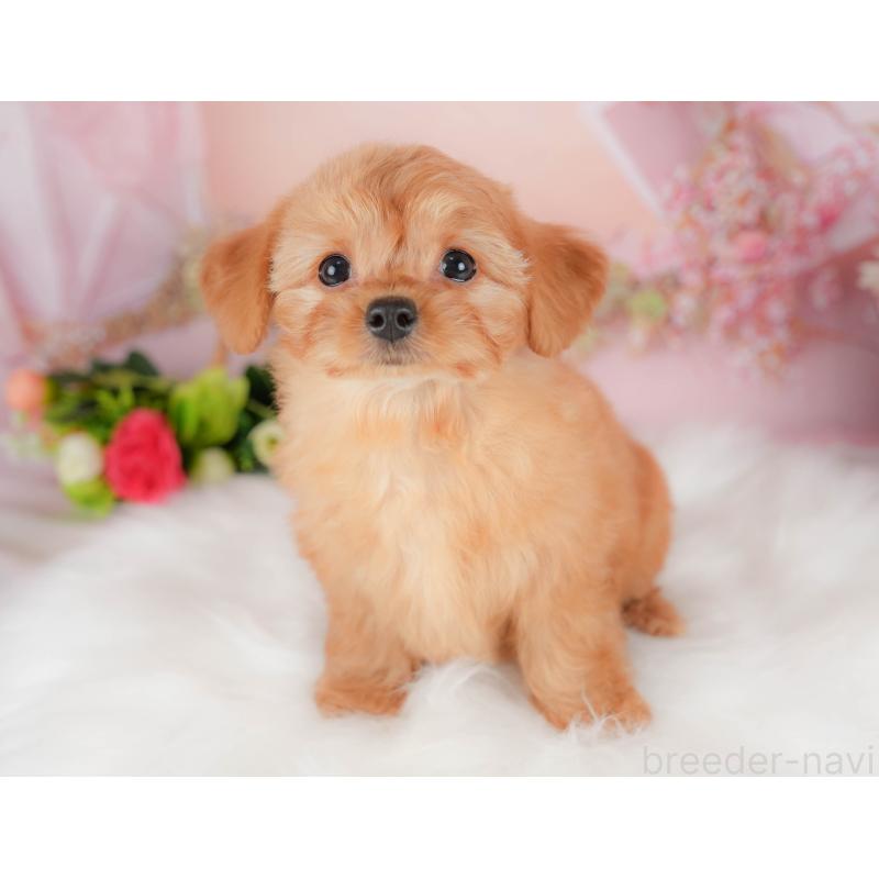 販売中の埼玉県のチワプー:チワワ×トイプードル-424402の3枚目