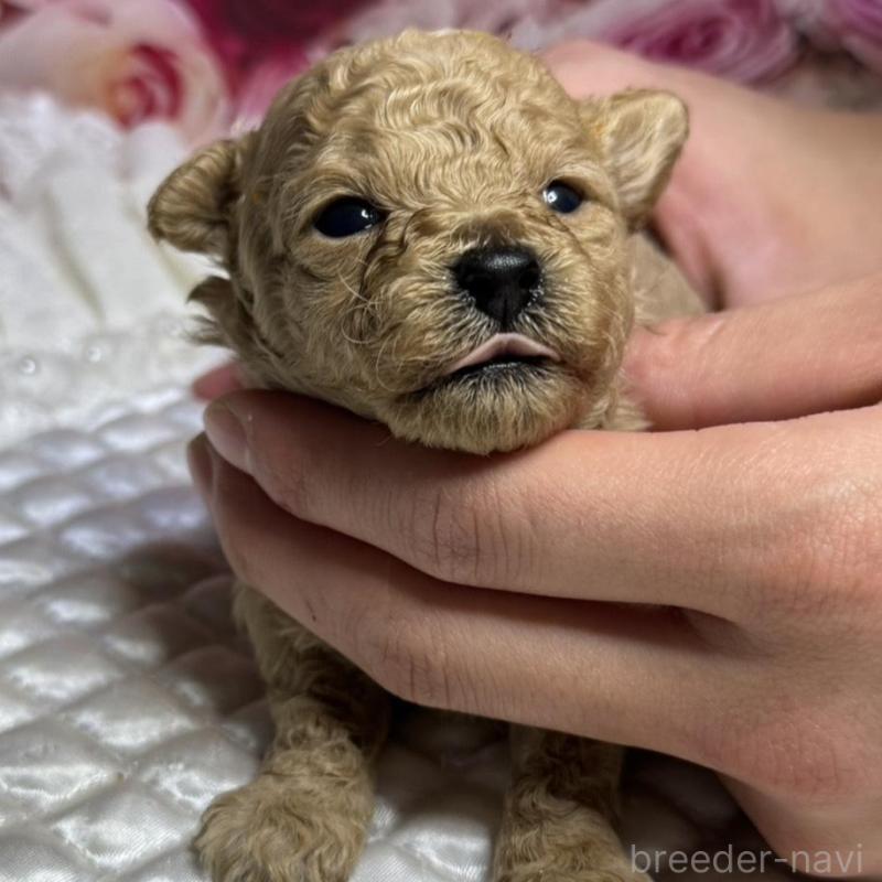 販売中の広島県のティーカッププードル-424403の5枚目
