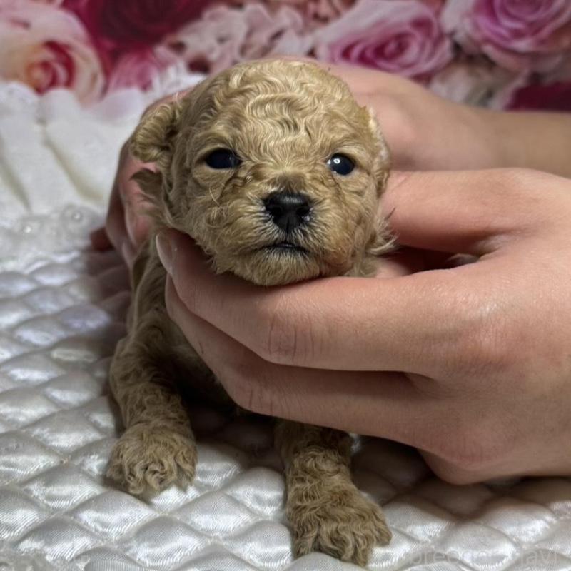 販売中の広島県のティーカッププードル-424403