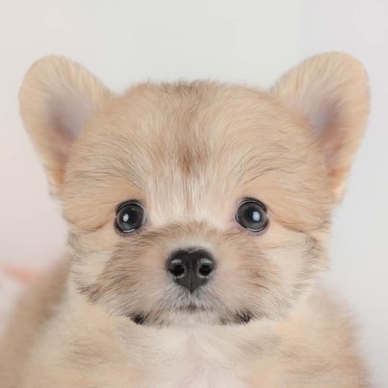 販売中の埼玉県のポメプー:ポメラニアン×トイプードル-424404の1枚目