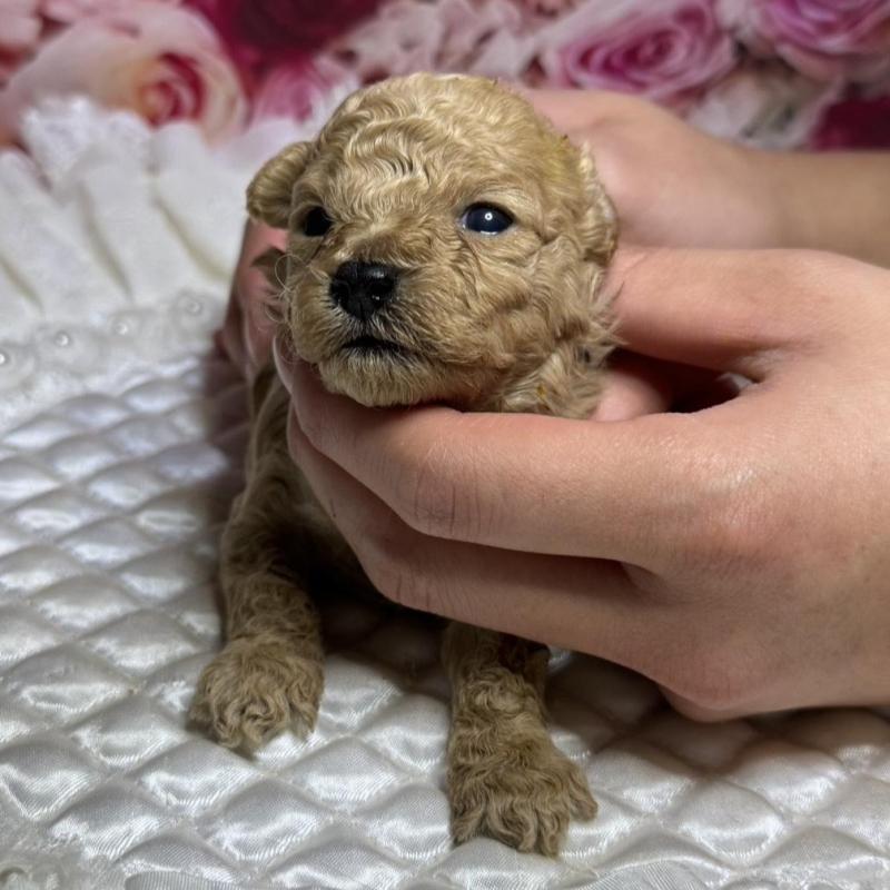販売中の広島県のティーカッププードル-424403の4枚目
