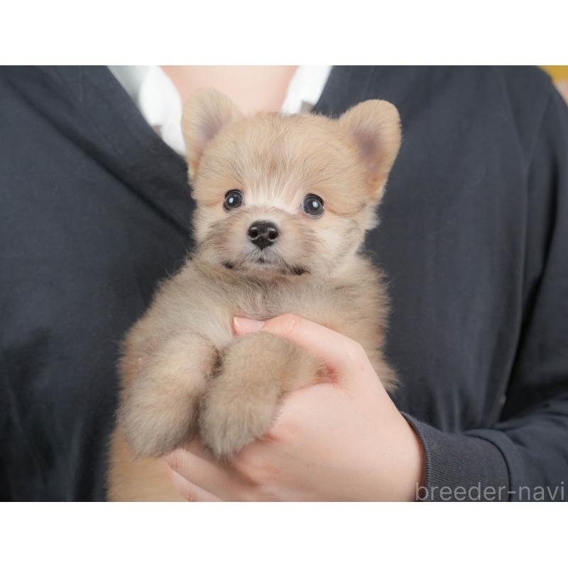 販売中の埼玉県のポメプー:ポメラニアン×トイプードル-424404の11枚目