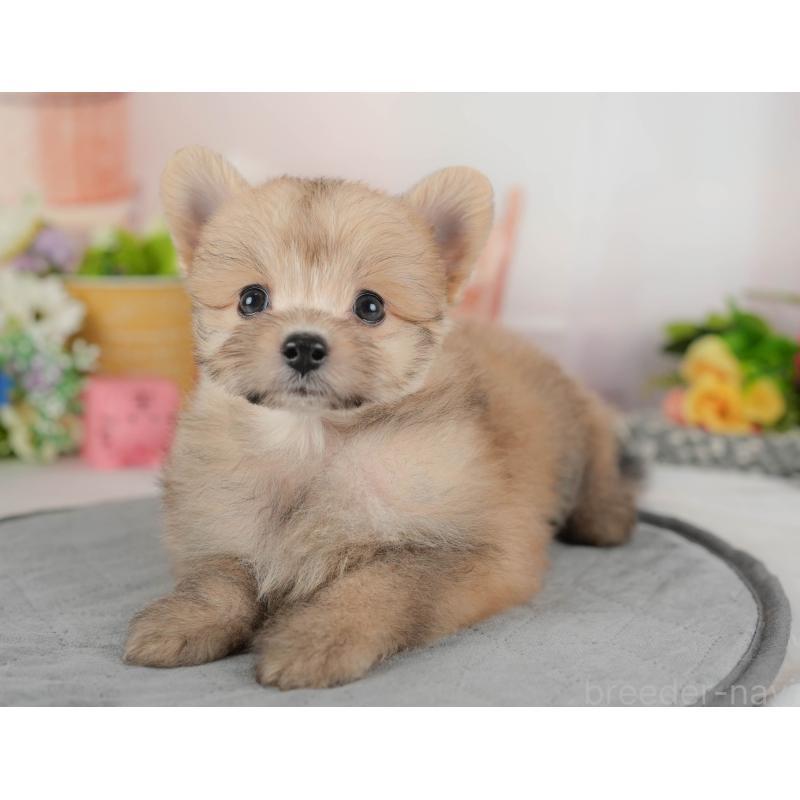 販売中の埼玉県のポメプー:ポメラニアン×トイプードル-424404の10枚目