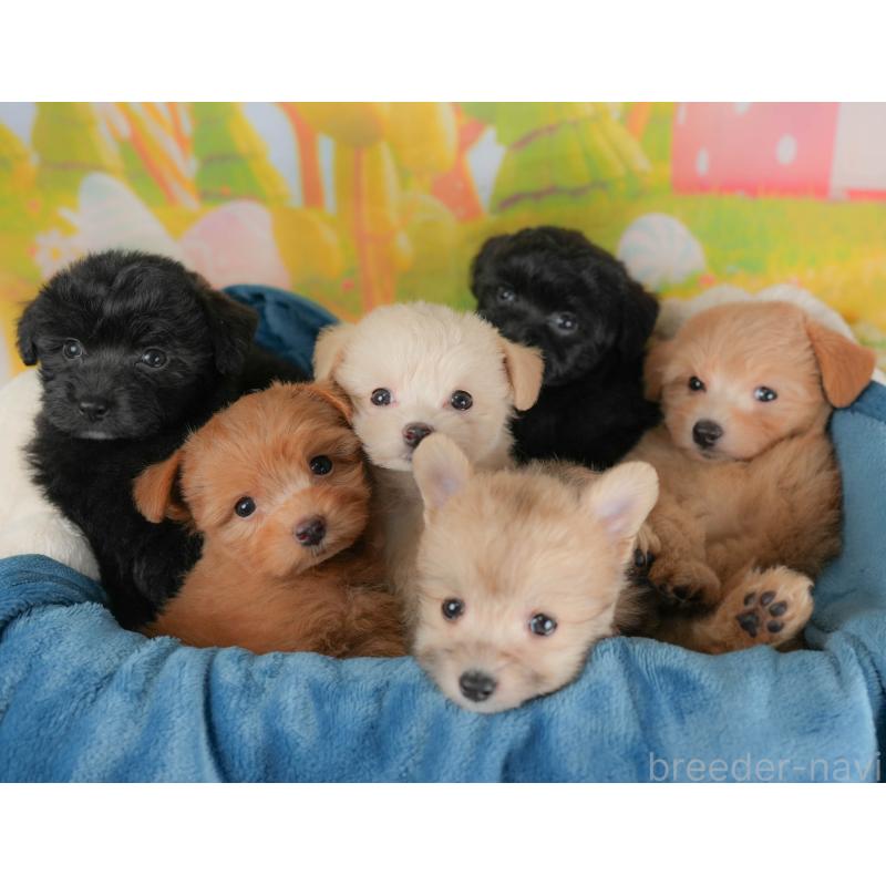 販売中の埼玉県のポメプー:ポメラニアン×トイプードル-424404の9枚目