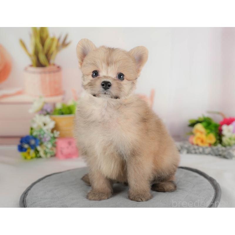 販売中の埼玉県のポメプー:ポメラニアン×トイプードル-424404の8枚目