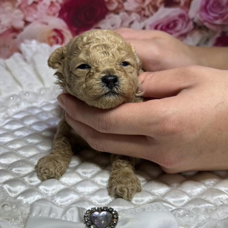 販売中の広島県のティーカッププードル-424403の3枚目