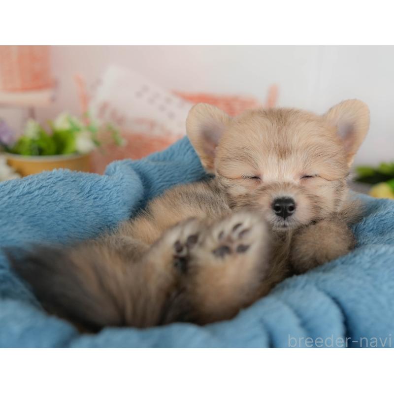 販売中の埼玉県のポメプー:ポメラニアン×トイプードル-424404の7枚目