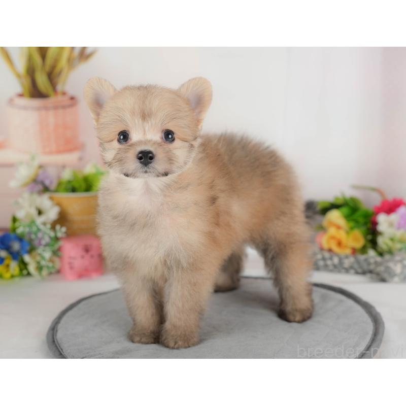 販売中の埼玉県のポメプー:ポメラニアン×トイプードル-424404の6枚目