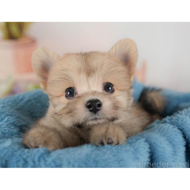 販売中の埼玉県のポメプー:ポメラニアン×トイプードル-424404の5枚目